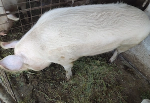 Purcea Landrace&Marele alb - imagine 2