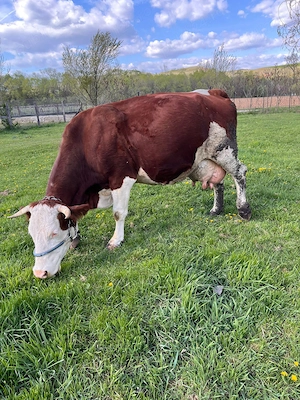 Vand Vaca de lapte - imagine 2