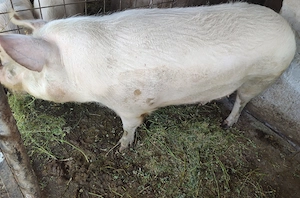 Purcea Landrace&Marele alb