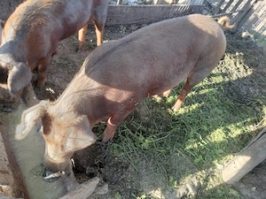 Scroafa.  duroc   - imagine 2