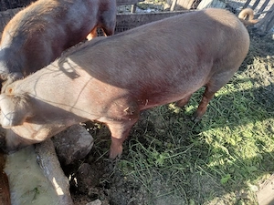 Scroafa.  duroc  