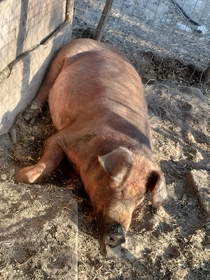 Scroafa.  duroc   - imagine 3