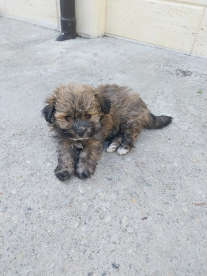 cățeluși bichoni adorabili - imagine 2