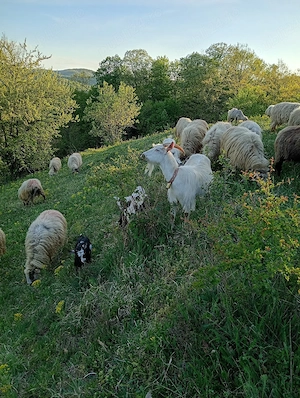 De vinzare 2capre cu iezi 