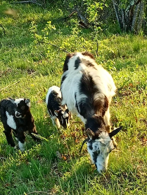 De vinzare 2capre cu iezi  - imagine 3