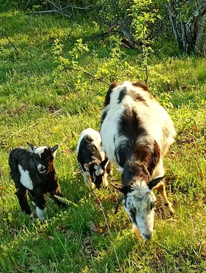 De vinzare 2capre cu iezi  - imagine 2