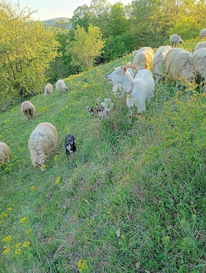 De vinzare 2capre cu iezi  - imagine 4