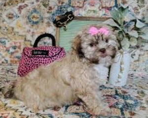 Un ghemotoc de vată de zahăr caută părinți iubitori!   