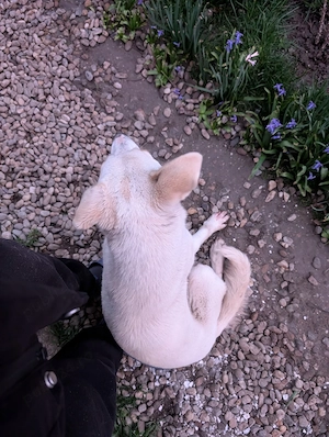 Adopție: Fetită de 1 an, energie și iubire pură   Mix Labrador Vânătoare