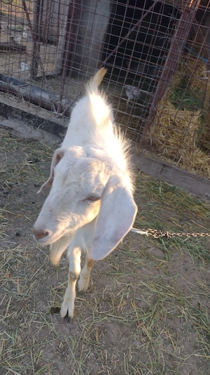 Țap de Vanzare  - imagine 3