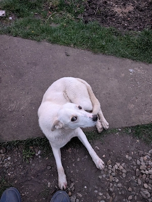 Adopție: Fetită de 1 an, energie și iubire pură   Mix Labrador Vânătoare - imagine 3