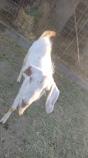 Țap de Vanzare  - imagine 2