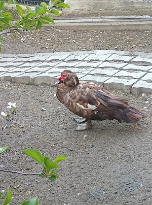 Vând rățoi rațe lesesti  - imagine 4