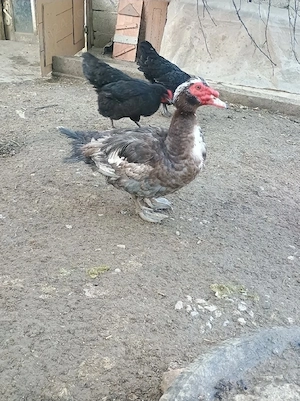 Vând rățoi rațe lesesti  - imagine 3