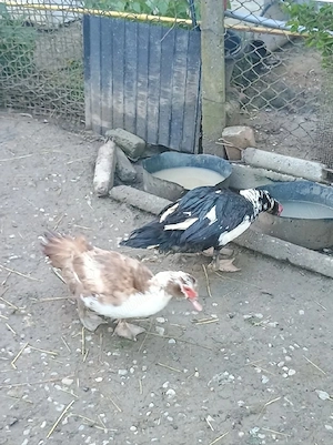 Vând rățoi rațe lesesti 