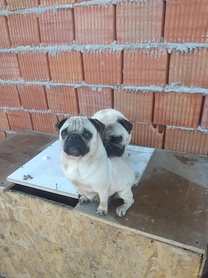 Pereche Pug Mops - imagine 2