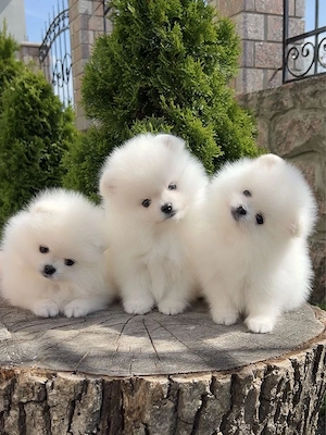 pui pomeranian din părinți cu pedigree