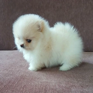 Pui pomeranian boo