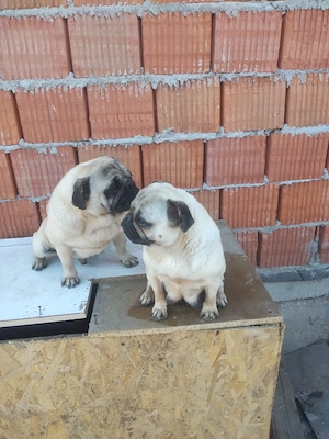 Pereche Pug Mops - imagine 5
