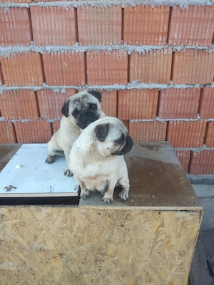 Pereche Pug Mops - imagine 3