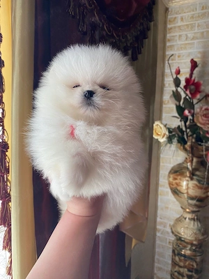 Pui pomeranian rasa pura