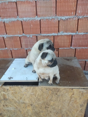 Pereche Pug Mops - imagine 4