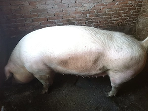 Scroafa pentru sacrificat - imagine 2