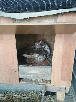 Vând rațe rățoi lesesti - imagine 2