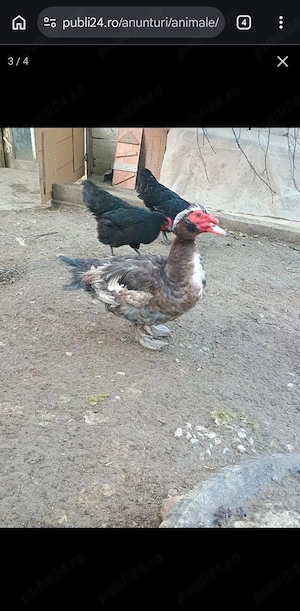 Vând rațe rățoi lesesti - imagine 4