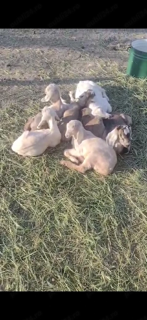 Vând Iezi  - imagine 2