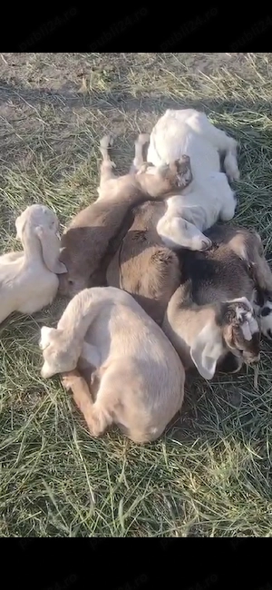 Vând Iezi  - imagine 4