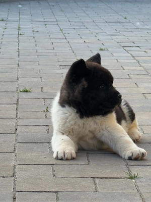 Pui Akita American - imagine 2