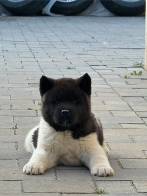 Pui Akita American