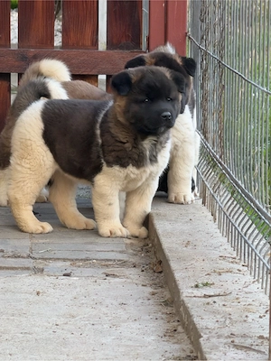 Pui Akita American - imagine 3