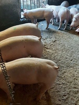 vând soldani si purcei diferite mărimi  - imagine 5