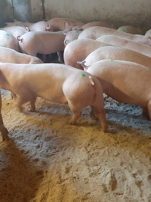 vând soldani si purcei diferite mărimi  - imagine 2