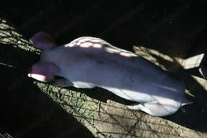 Vând purceii foarte frumoși 8 săptămâni - imagine 2