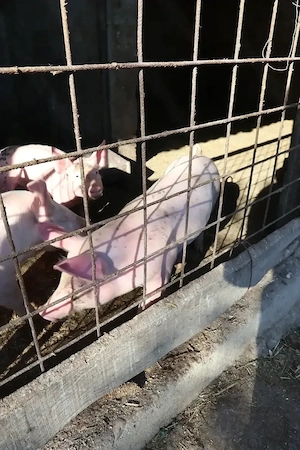 Vând purceii foarte frumoși 8 săptămâni