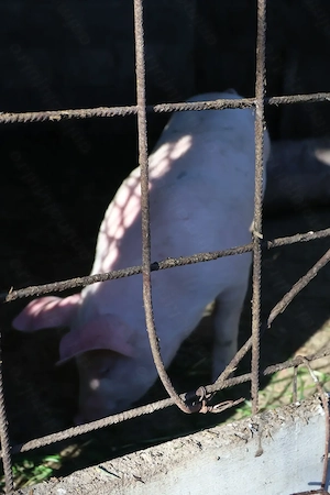 Vând purceii foarte frumoși 8 săptămâni - imagine 4