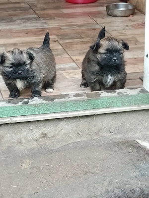 Vand catei pechinez  - imagine 3