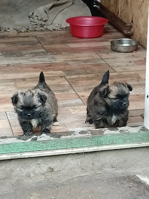 Vand catei pechinez  - imagine 2