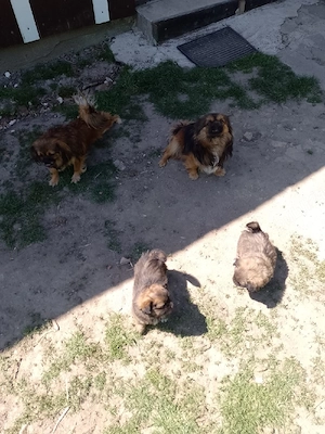 Vand catei pechinez  - imagine 4