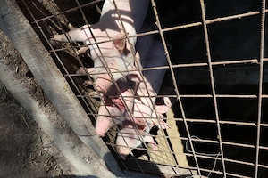 Vând purceii foarte frumoși 8 săptămâni - imagine 3