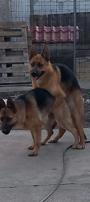 pui de Ciobanesc german  - imagine 2