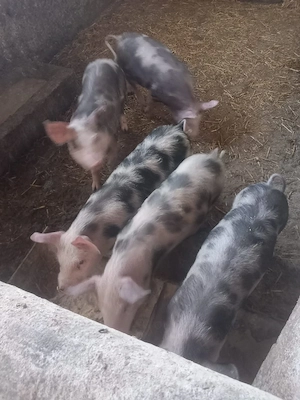 purcei de vanzare - imagine 2