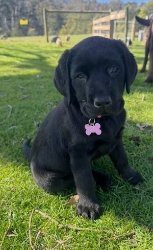 Labrador Retriever 
