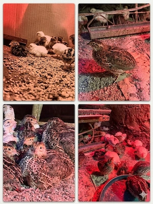 prepelita japoneza mare