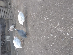 Ouă de bibilici  - imagine 2