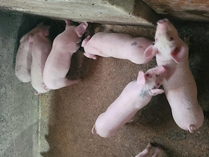 Vând purcei frumoși! - imagine 4