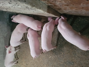 Vând purcei frumoși! - imagine 2